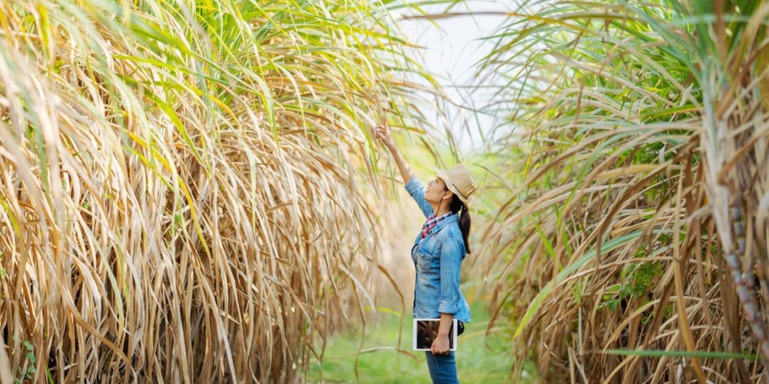 Mujeres lideran Comité de Sostenibilidad en la agroindustria azucarera